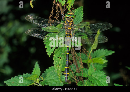 Golden-ringed Dragonfly (Cordulegaster boltoni) Banque D'Images