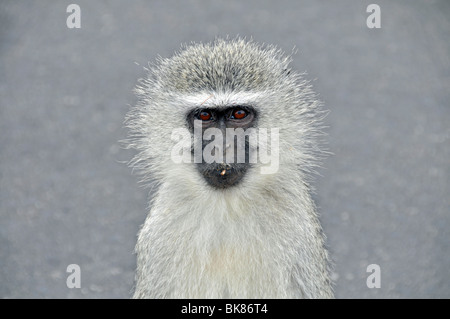 Singe vervet (Cercopithecus aethiops), Kruger National Park, Afrique du Sud, l'Afrique Banque D'Images