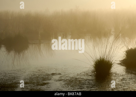 Matin brumeux de l'atmosphère sur les maures, Purple Moor Grass (molinie caerulea) dans un étang, Breitenburger Moor Moor, Schleswig-Hols Banque D'Images