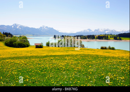 Le Lac de Forggensee près de Füssen, l'Allgaeu, Allgaeu, Bavaria, Germany, Europe Banque D'Images