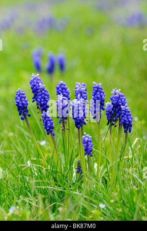 Petit Muscaris (Muscari botryoides) Banque D'Images