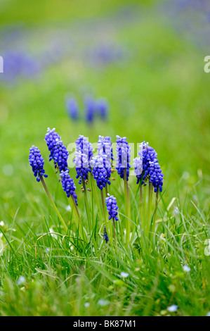 Petit Muscaris (Muscari botryoides) Banque D'Images