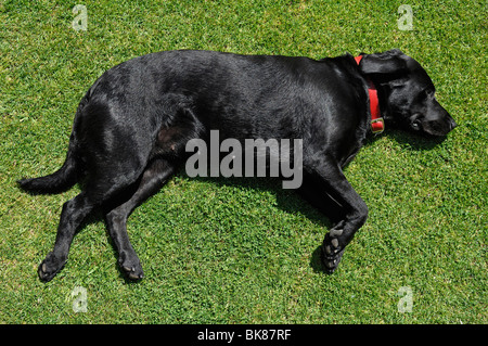 Labrador noir allongé sur une pelouse, Armscote, Warwickshire, Angleterre, Royaume-Uni, Europe Banque D'Images