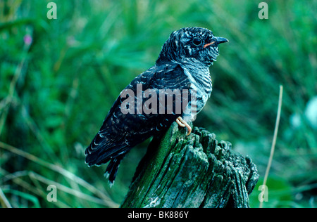 (Cuculus canorus Common Cuckoo), jeune oiseau perché sur un post Banque D'Images