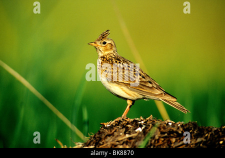 Alouette des champs (Alauda arvensis) perché sur un look-out Banque D'Images