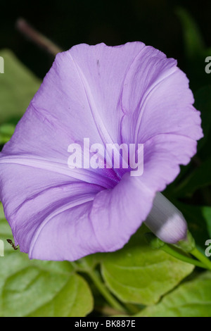 Liseron des champs Convolvulus althaeoides feuilles Mallow plante en fleurs Banque D'Images