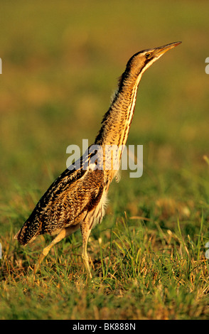 Petit Blongios eurasien ou butor étoilé (Botaurus stellaris), debout dans l'herbe Banque D'Images