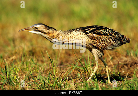 Petit Blongios eurasien ou butor étoilé (Botaurus stellaris), debout dans l'herbe et regarder pour la proie Banque D'Images