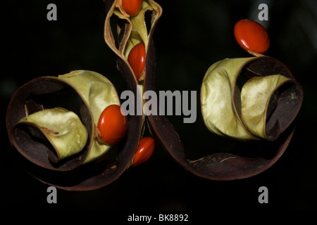 Graines d'beadtree rouge nom local manjadi Adenanthera pavonina Banque D'Images