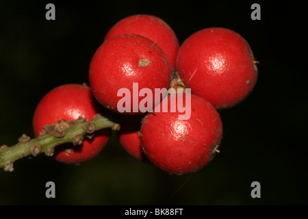 Fruits rouge vif de palm garden Banque D'Images