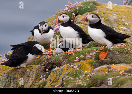 Petit argument parmi Macareux moine (Fratercula arctica), Fair Isle, Shetland, Écosse, Royaume-Uni, Europe Banque D'Images