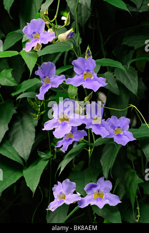 Laurel réveil ou vigne vigne trompette bleu (Thunbergia laurifolia), Malaisie Banque D'Images