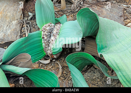 (Welwitschia mirabilis Welwitschia mirabilis subsp), la rareté, la Namibie Banque D'Images