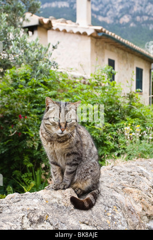 Chat assis sur un mur à Deià, Mallorca, Majorque, Îles Baléares, Espagne, Europe Banque D'Images