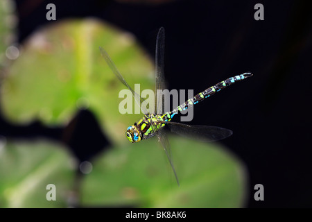 Hawker Aeshna cyanea (sud) volant au-dessus des feuilles de nénuphar, homme Banque D'Images