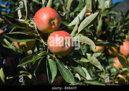 Pomme Rouge accrochée à un arbre, verger, Nalles, le Trentin, le Tyrol du Sud, Italie, Europe Banque D'Images