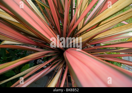 Phormium Jester - Lin de Nouvelle-Zélande Banque D'Images