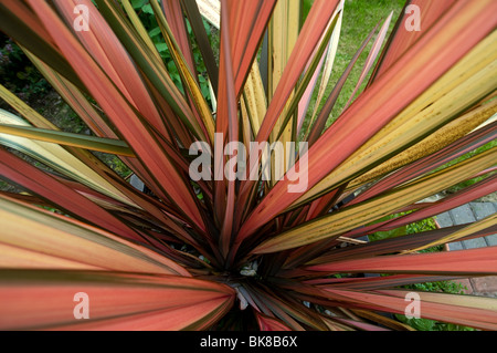 Phormium Jester - Lin de Nouvelle-Zélande Banque D'Images