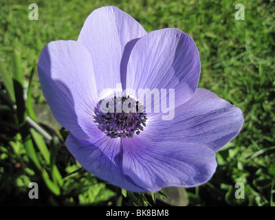 Fleur pétale pourpre - anémone coronaria 'Mr Fokker' Banque D'Images