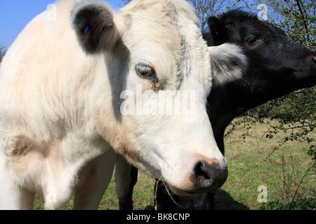 Sur une ferme de bovins au Royaume-Uni. Banque D'Images