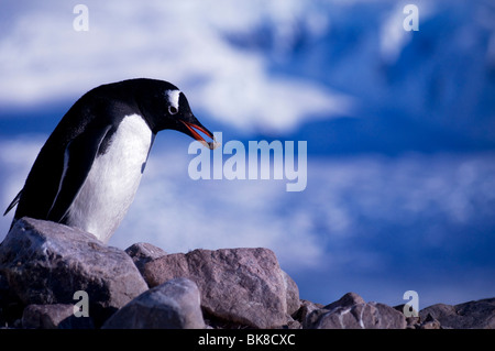 Une Gentoo pingouin (Pygoscelis papua) construction d'un nid avec des pierres à Neko Harbour dans l'Antarctique Banque D'Images