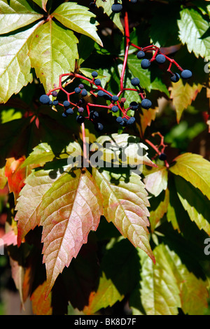 Vigne vierge ou lierre à cinq feuilles (Parthenocissus quinquefolia) Banque D'Images