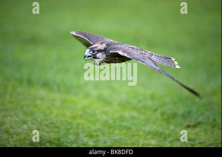 Faucon lanier (Falco biarmicus) battant, Vulkan Eifel, Rhénanie-Palatinat, Allemagne, Europe Banque D'Images