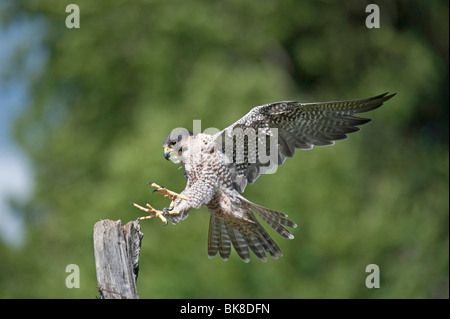 Le faucon pèlerin (Falco peregrinus), volant, Vulkan Eifel, Rhénanie-Palatinat, Allemagne, Europe Banque D'Images