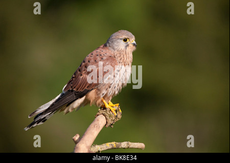 Faucon crécerelle (Falco tinnunculus), jeune homme d'une branche, Vulkan Eifel, Rhénanie-Palatinat, Allemagne, Europe Banque D'Images