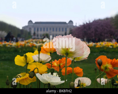 Coquelicots, Hutte de pavot (Papaver alpinum) dans le jardin botanique, Jardin des Plantes, Paris, France, Europe Banque D'Images