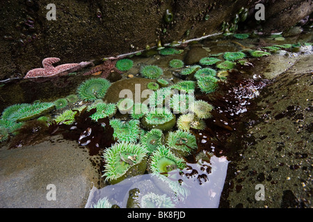 Les mares avec vert géant d'anémones de mer (Anthopleura xanthogrammica), la côte du Pacifique, Olympic National Park, Washington, USA Banque D'Images