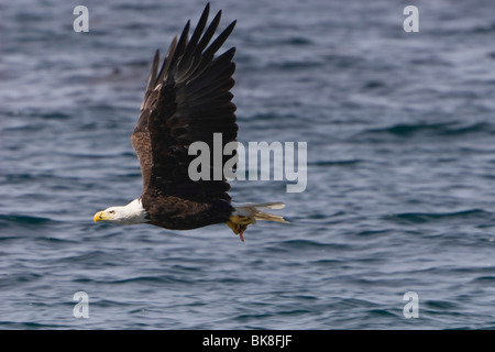 Pygargue à tête blanche (Haliaeetus leucocephalus) en vol, la côte du Pacifique, Olympic National Park, Washington, USA Banque D'Images