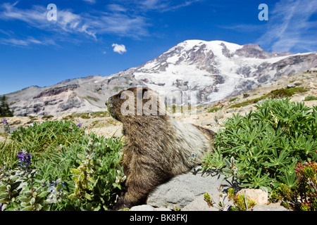La Marmotte des Rocheuses (Marmota caligata), Parc national de Mount Rainier, Washington, USA Banque D'Images