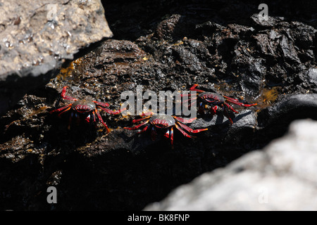 Les crabes rouges, La Palma, Canary Islands, Spain Banque D'Images