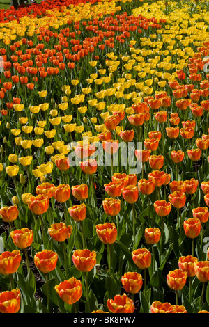 Tulip afficher dans le TULIPAN Britzer Garden park, Berlin, Germany, Europe Banque D'Images