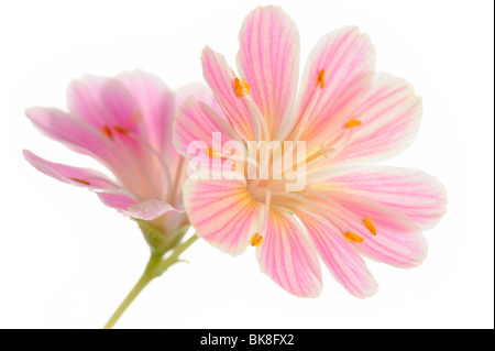 Lewisia Lewisia cotyledon (rose) Banque D'Images