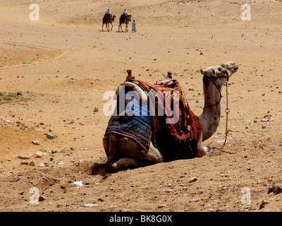 Assis dans le désert avec des chameaux de selle de couleur, l'Égypte Banque D'Images