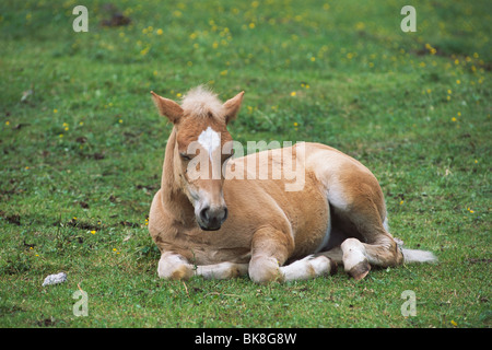 Poulain Haflinger couché dans un champ, Tyrol du Nord, l'Autriche, Europe Banque D'Images