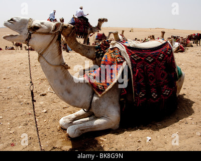 Assis dans le désert avec des chameaux de selle de couleur, l'Égypte Banque D'Images