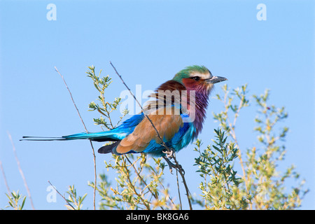 Lilac-breasted Roller (Coracias caudata), Etosha National Park, Namibie, Afrique Banque D'Images