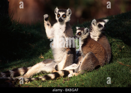 Untitled Document (Lemur catta) au soleil, Madagascar, Afrique Banque D'Images