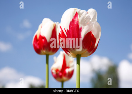 Blanc-rouge tulipe (Tulipa), Ice Follies Banque D'Images