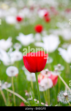 Red Tulip (Tulipa) et de fleurs blanches Banque D'Images