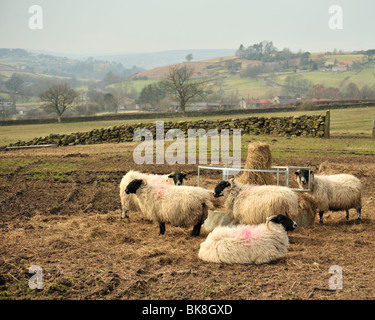 Sheep de Swaledale à Eskdale sur les Maures de North York Le Royaume-Uni au printemps Banque D'Images