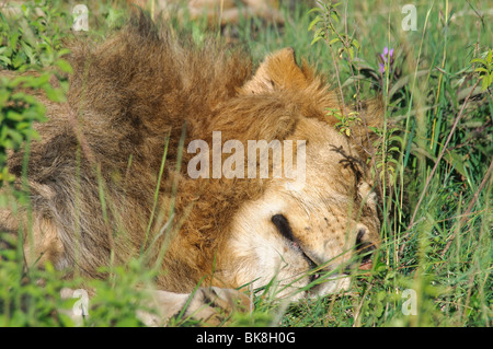 Lion Panthera leo sleeping in grass Banque D'Images