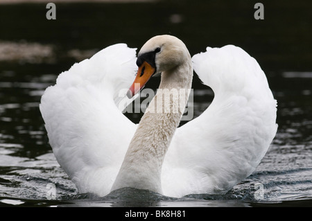 Mute Swan (Cygnus olor), d'une mâle dans la posture de menace Banque D'Images