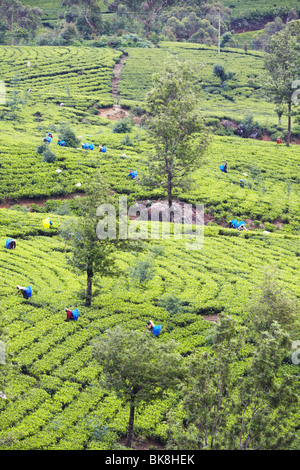 Les cueilleurs de thé à Pedro de thé, Nuwara Eliya, Sri Lanka Banque D'Images