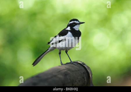 Bergeronnette printanière Motacilla aguimp African Pied Banque D'Images