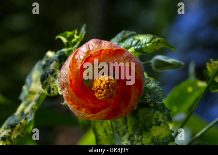 Acanthaceae Pachystachys, exotique, fleur, nature, tropical, blossom, botanique, un Red Indian mallow flower au Jardin botanique, Écossais de Dundee, Tayside Banque D'Images