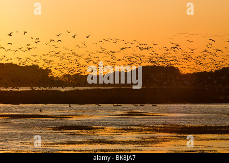 Silhouetté canards et oies blanches se dorent dans la lueur du coucher du soleil dans le Chincoteague National Wildlife Refuge sur Assateague Island, V Banque D'Images